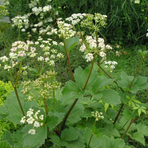 Ligusticum scoticum - Zeelavas