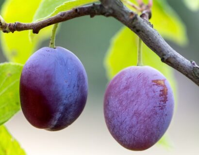 Prunus ‘Altesse Double Liége’