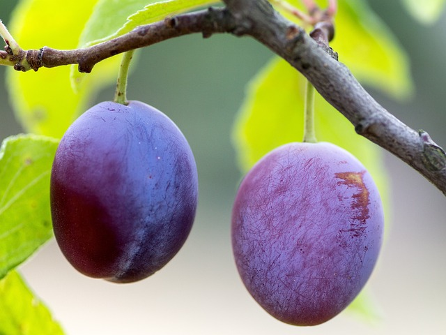 Prunus ‘Altesse Double Liége’ - Pruimelaar