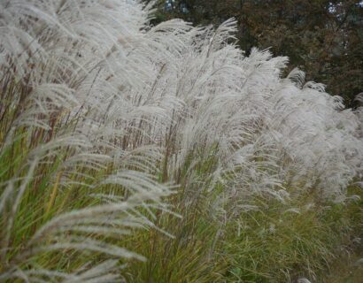 Cortaderia selloana ‘mini pampas’