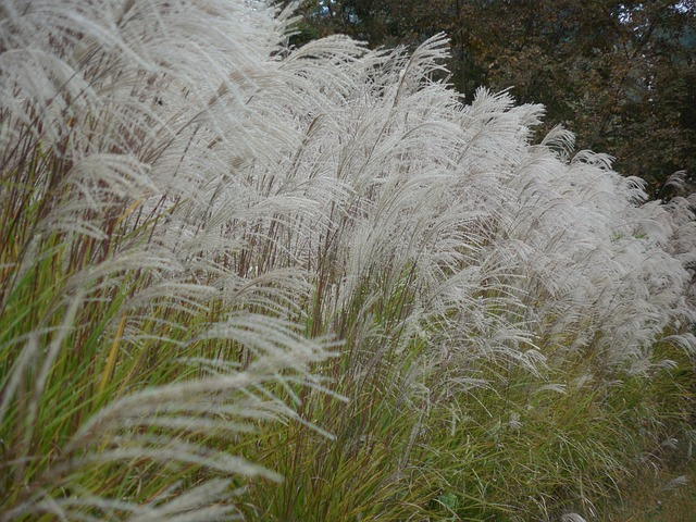 Cortaderia selloana ‘mini pampas’ - dwergpampasgras