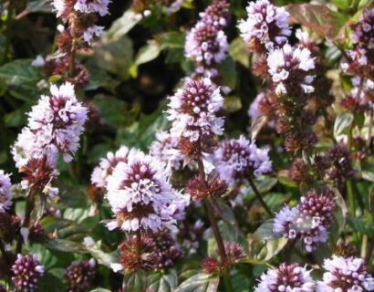 Mentha ‘lavande’