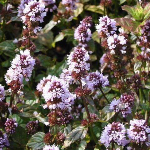 Mentha ‘lavande’ - Lavendelmunt