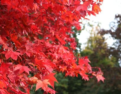 Acer Rubrum ‘Summer Red’ - esdoorn