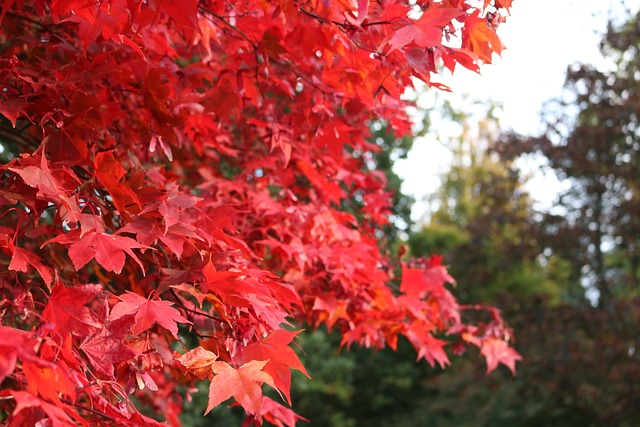 Acer Rubrum ‘Summer Red’ - esdoorn