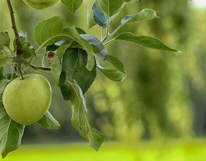 Malus domestica ‘Reine des Reinettes’