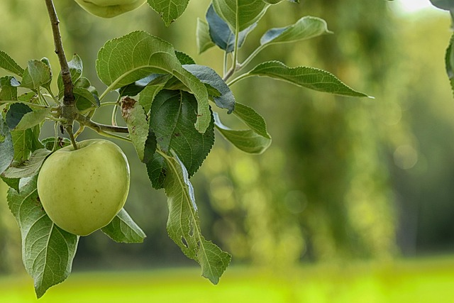 Malus domestica ‘Reine des Reinettes’ - Appel