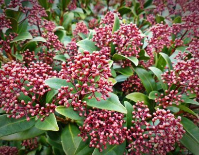 Skimmia japonica ‘Miracle’ - Skimmia