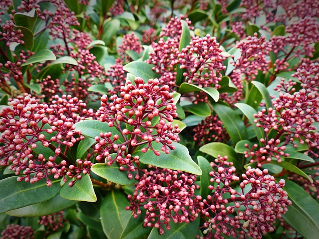 Skimmia japonica ‘Miracle’ - Skimmia