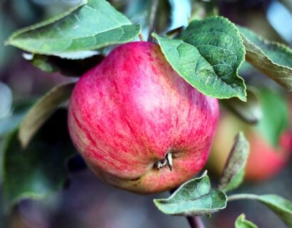 Malus domestica ‘Ligita’