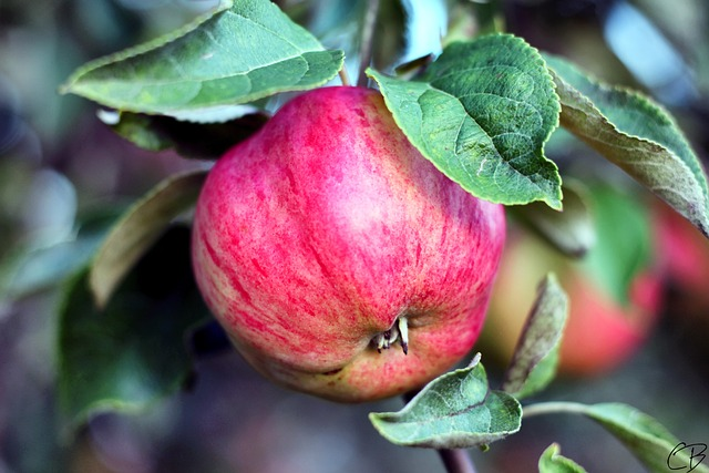 Malus domestica ‘Ligita’ - Appel