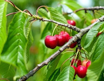 Prunus cerasus ‘Kelleriis’ - Kriek, zure kers