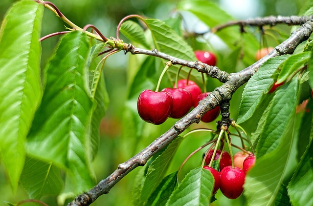 Prunus cerasus ‘Kelleriis’ - Kriek, zure kers