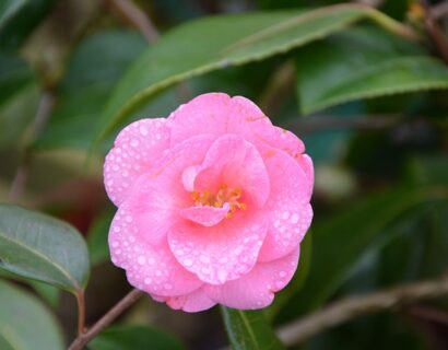 Camellia sasanqua pink