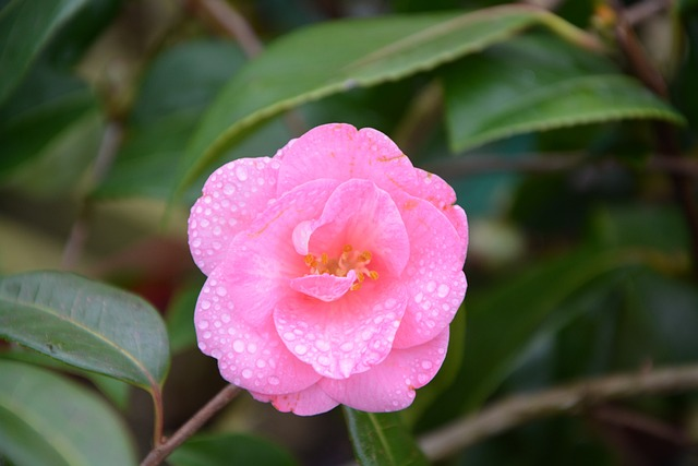 Camellia sasanqua pink - Camellia