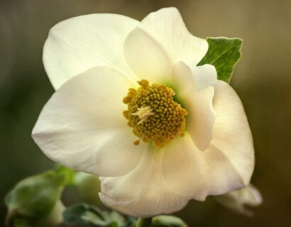 Helleborus niger Christmas Carol