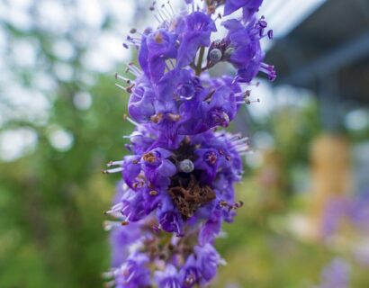 Vitex agnus-castus f. latifolia - Monnikspeper