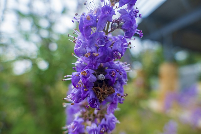 Vitex agnus-castus f. latifolia - Monnikspeper