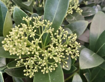 Skimmia japonica ‘Finchy’