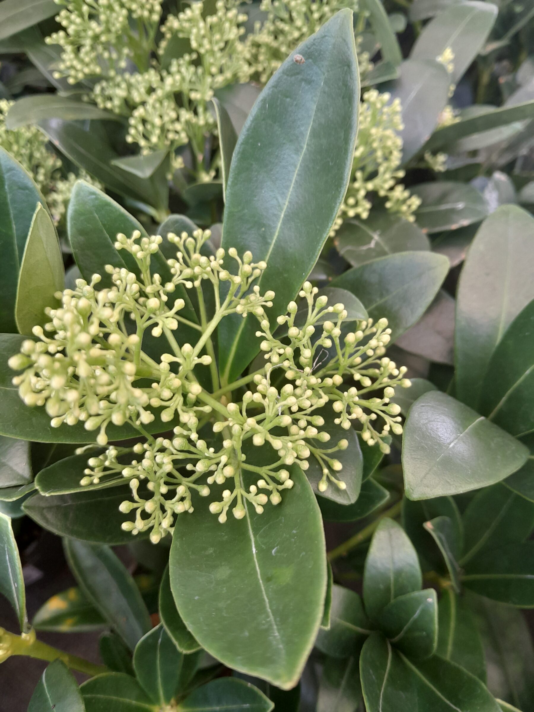 Skimmia japonica ‘Finchy’ - Skimmia