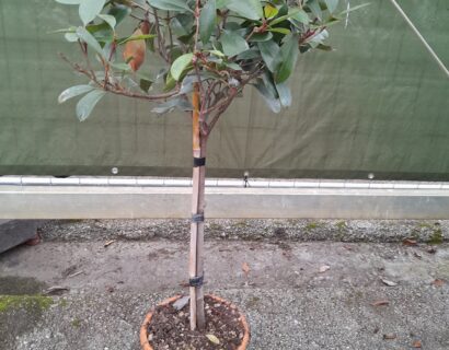 Photinia fraseri ‘red robin’ ministam - Glansmispel