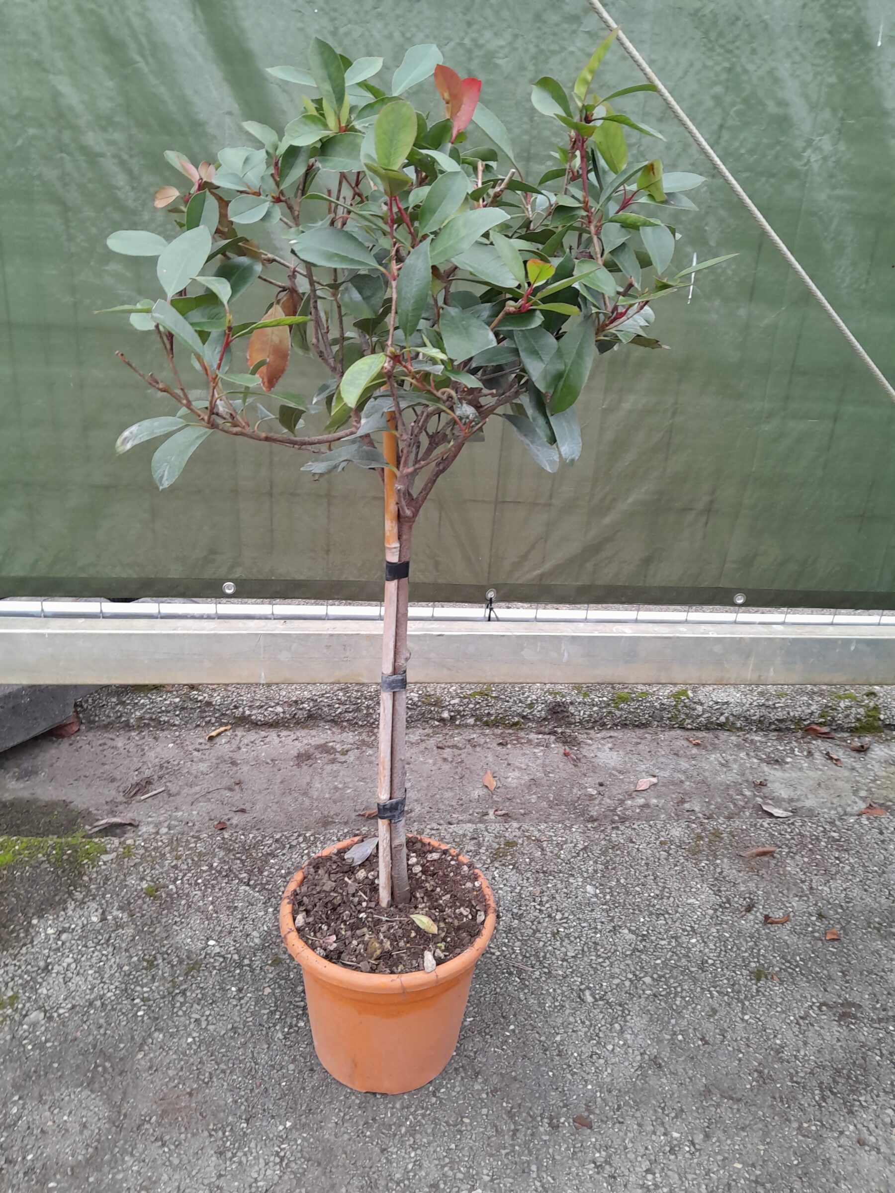 Photinia fraseri ‘red robin’ ministam - Glansmispel