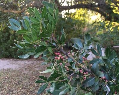 Pistacia lentiscus - Mastiekboom