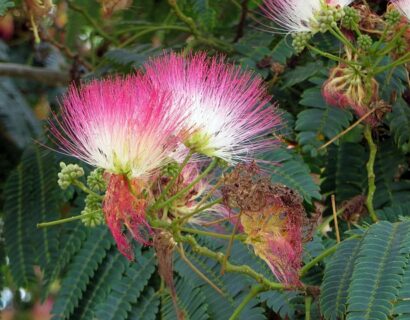 Albizia julibrissin ‘Ombrella’ meerstammig - Perzische slaapboom