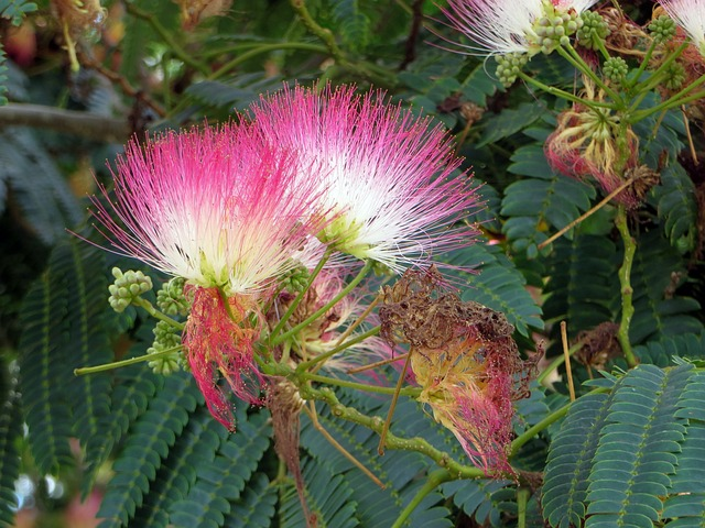 Albizia julibrissin ‘Ombrella’ meerstammig - Perzische slaapboom