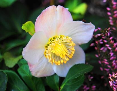 Helleborus Viv ‘Albert’