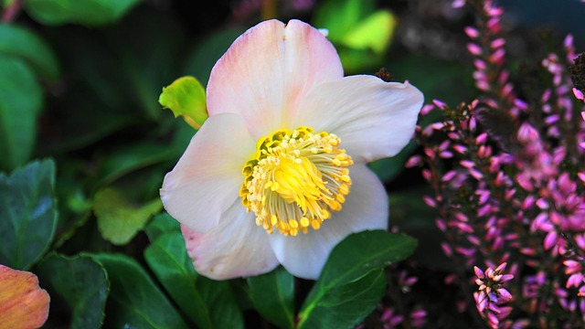 Helleborus Viv ‘Albert’ - Kerstrood