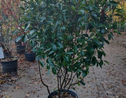 Photinia fraseri Red Robin meerstammig - Glansmispel