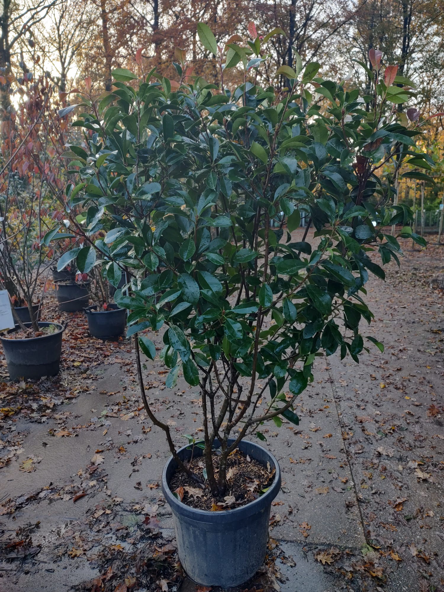 Photinia fraseri Red Robin meerstammig - Glansmispel