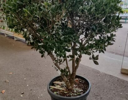 Osmanthus Aquifolium meerstammig