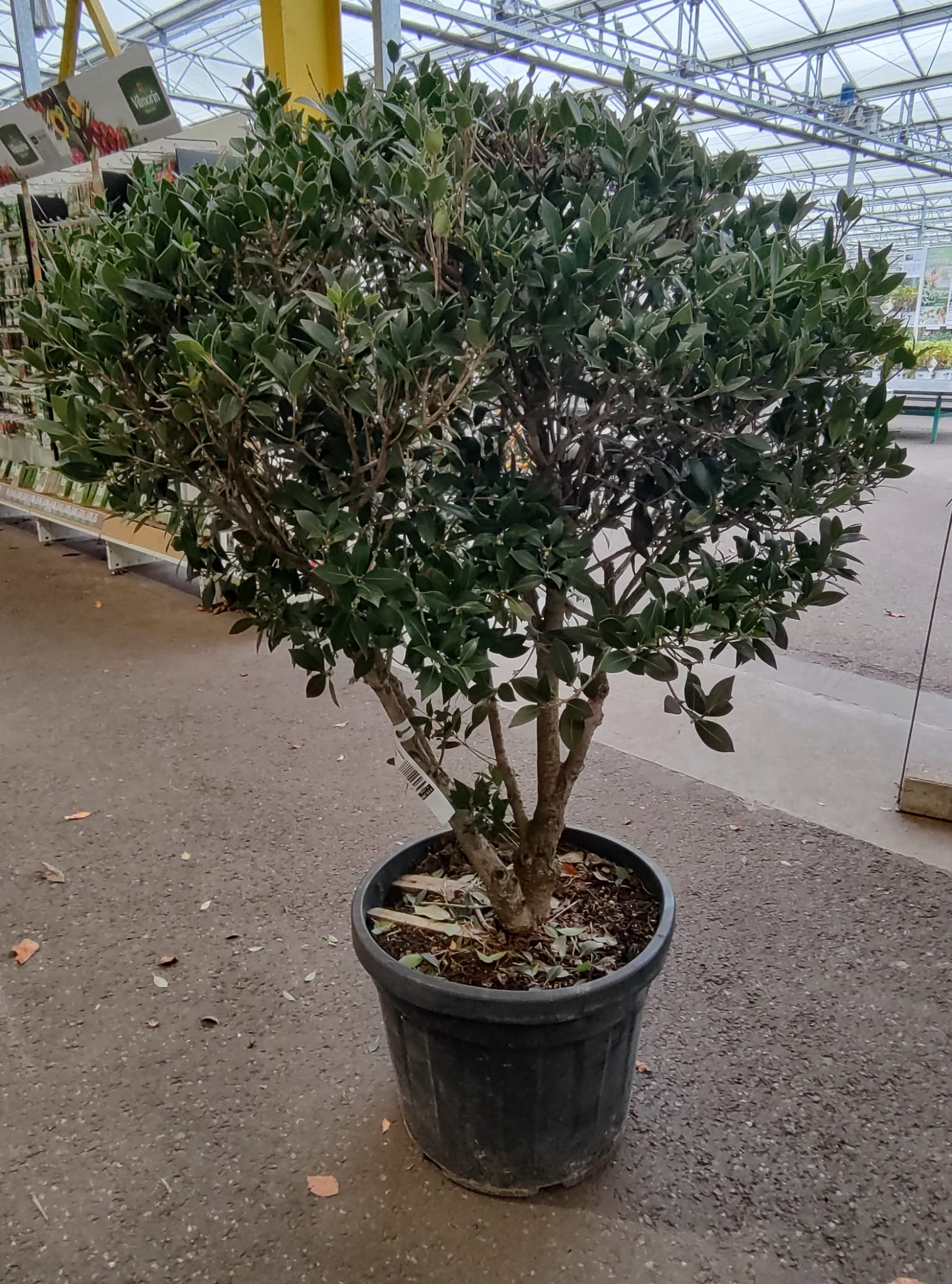 Osmanthus Aquifolium meerstammig - Schijnhulst