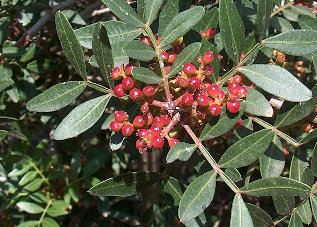 Pistacia lentiscus - Mastiekboom