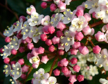 Viburnum Tinus ‘Eve Prince’ - Sneeuwbal