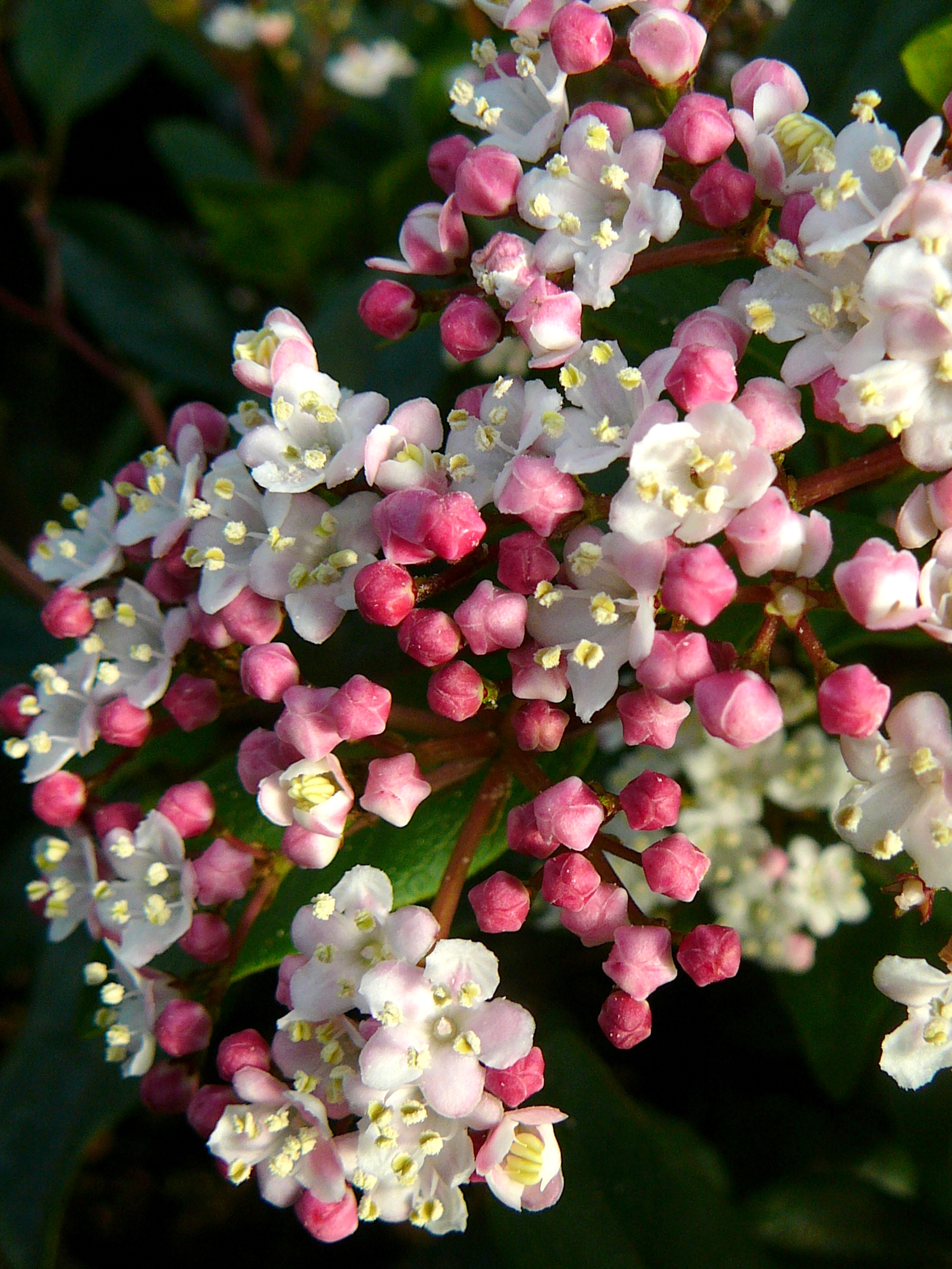 Viburnum Tinus ‘Eve Prince’ - Sneeuwbal