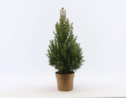 Picea glauca december - dwergconifeer