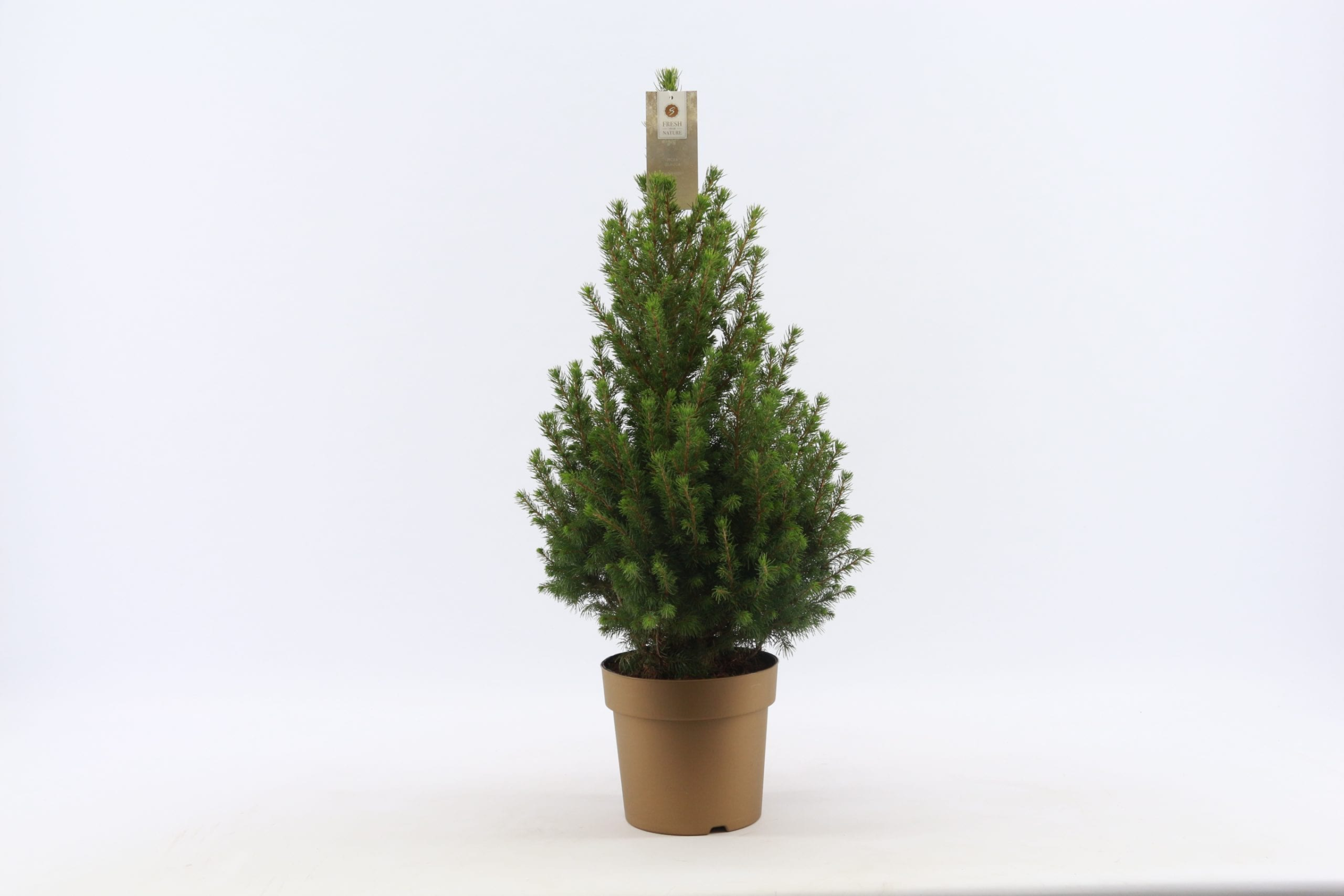 Picea glauca december - dwergconifeer