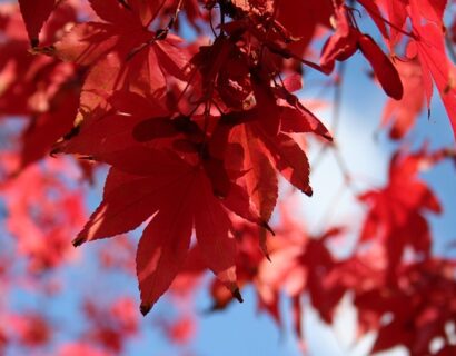 Acer Rubrum