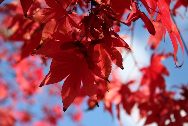 Acer Rubrum - Rode esdoorn