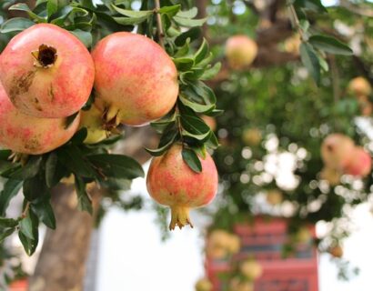 Punica granatum - Granaatappel