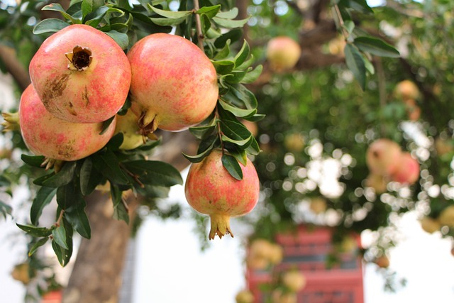 Punica granatum - Granaatappel