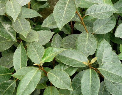 Elaeagnus ebbingei op stam