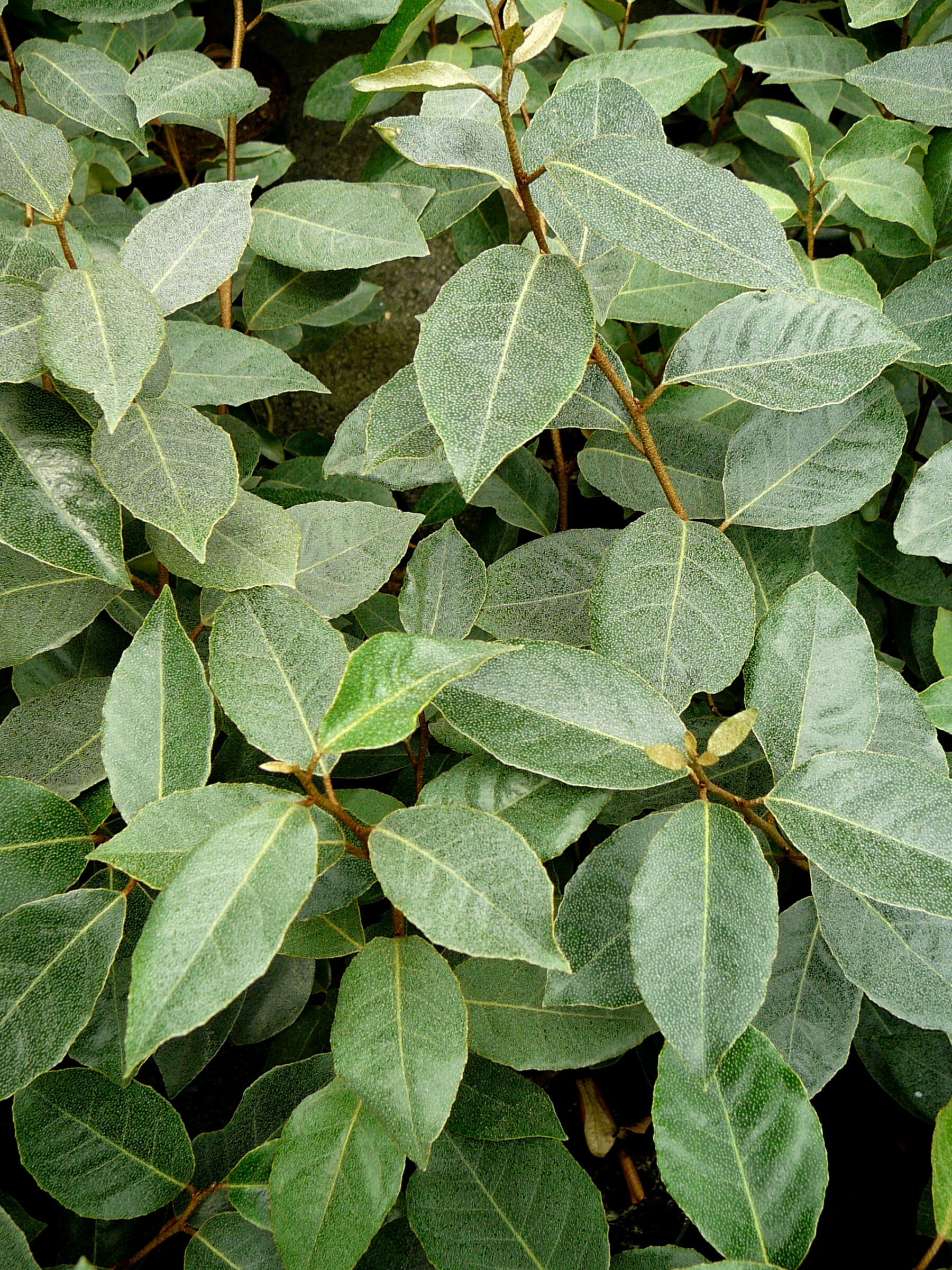 Elaeagnus ebbingei op stam - Olijfwilg