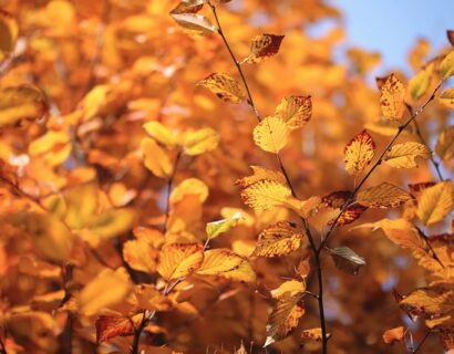 Zelkova Serrata - Zelkova Serrata