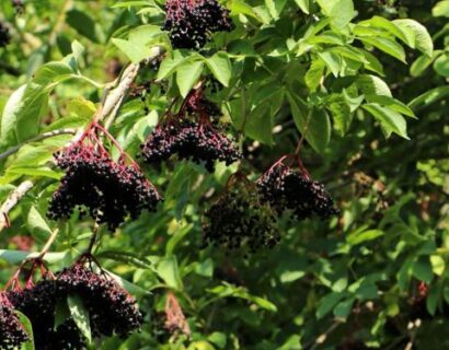 Sambucus nigra ‘Haidegg 17’ - Vlierbes