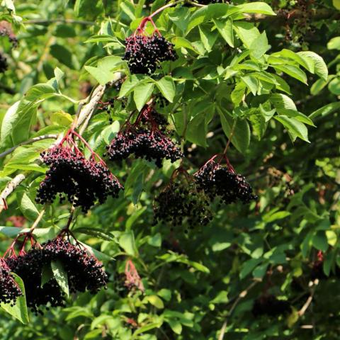 Sambucus nigra ‘Haidegg 17’ - Vlierbes