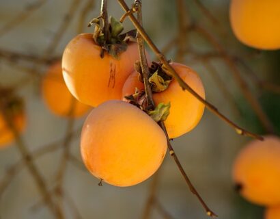 Diospyros kaki Cioccolatino - Kaki